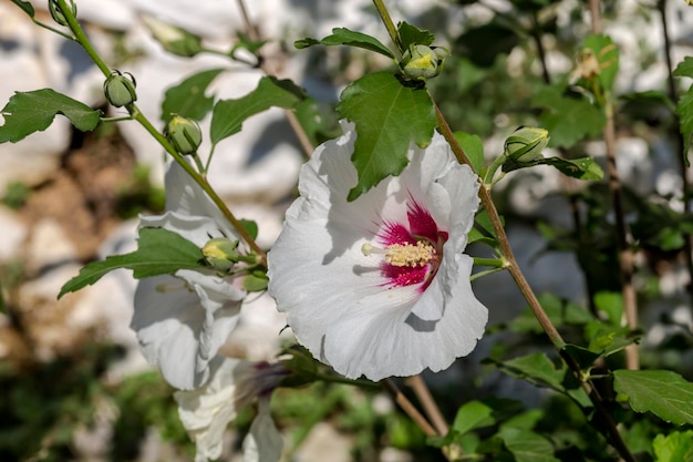 Una planta con flores rojas Hibiscus crece y florece de cerca