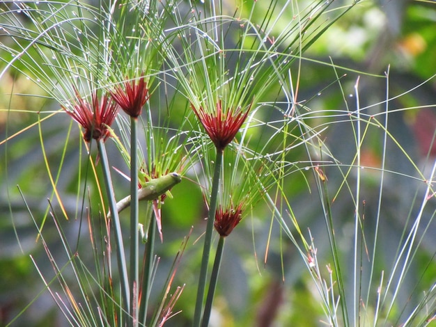 Una planta con flores rojas y hojas verdes.