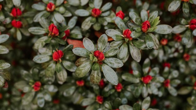 Foto una planta con flores rojas que dice florecer