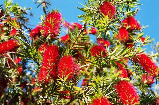 Planta con flores rojas