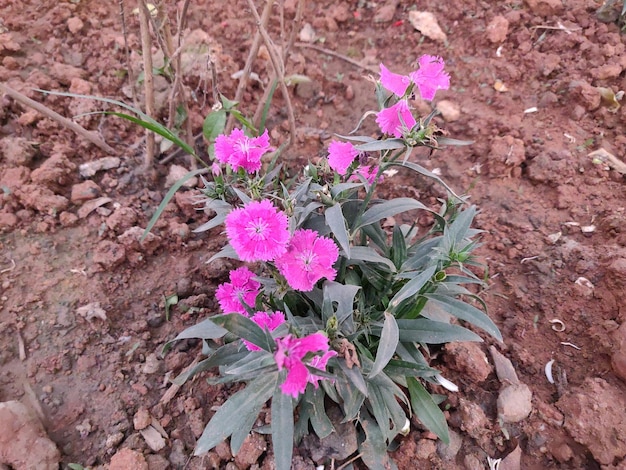 Una planta con flores rosas en un campo.