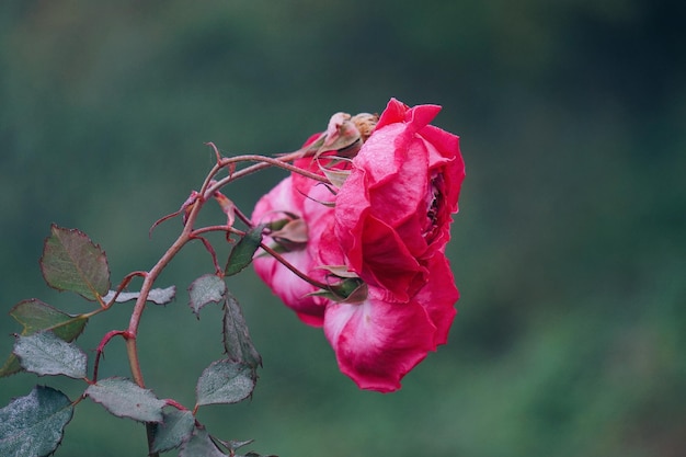 Planta de flores rosas en el jardín