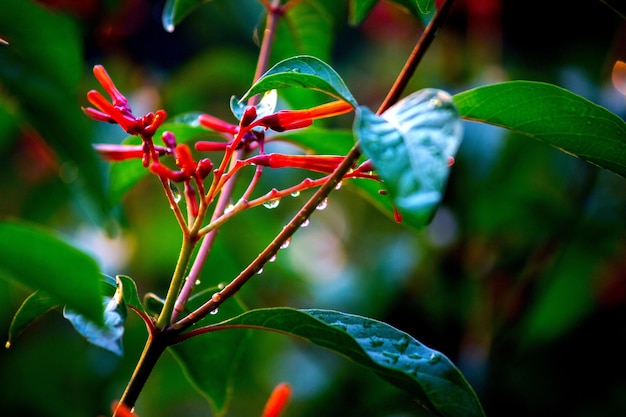 Planta de flores de rubí rojo mojada con gotas de agua durante la primavera