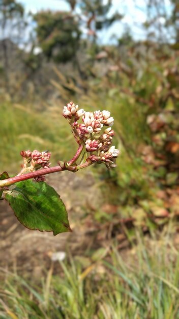 Foto planta con flores en el verano en las montañas