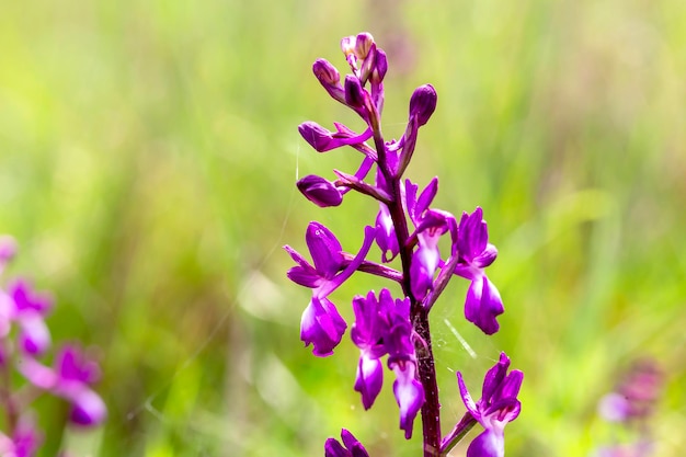 Planta florida Anacamptis laxiflora fechada em habitat natural