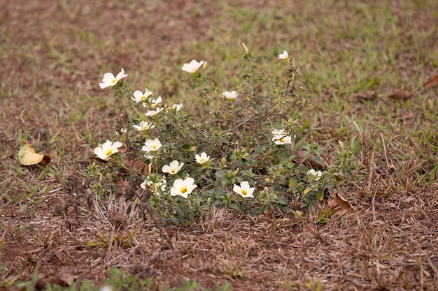 Foto planta florida do botão de ouro cubano da espécie turnera subulata