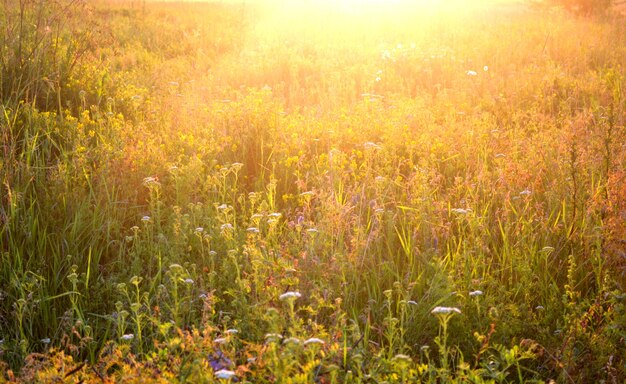 Planta de fondo en el campo durante el amanecer al atardecer