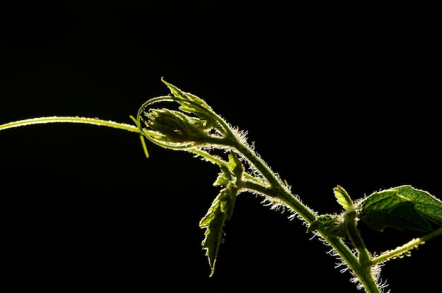 Una planta con un fondo negro.