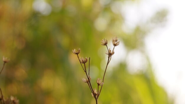 Una planta con un fondo verde y un fondo borroso.