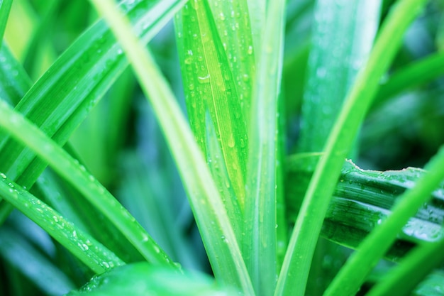 Planta con fondo verde.