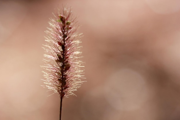 Planta de fondo