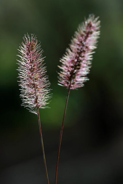 Planta de fondo