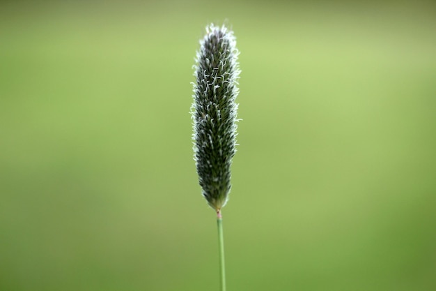 Planta de fondo