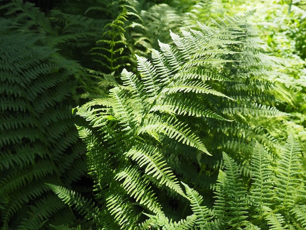Foto planta en forma de helecho en el bosque hermosas hojas verdes agraciadas polypodiphyta un departamento de plantas vasculares que incluye helechos modernos y plantas superiores antiguas