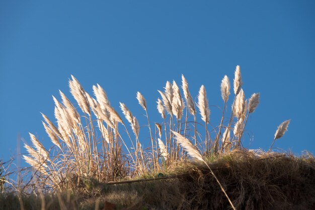 Planta Foxtail na praia de Las Flores durante o crepúsculo Maldonado Uruguai