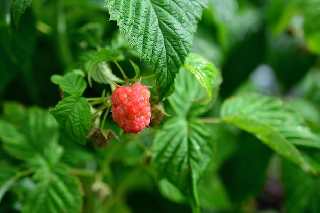 Una planta de frambuesa con una hoja verde y una frambuesa rosa en macro aislado