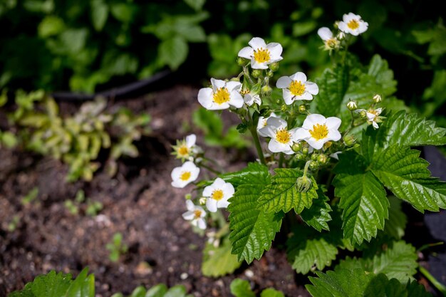 La planta de fresa florece en el jardín cerca de las flores de fresa blanca floreciendo el jardín de plantas de bayas stra