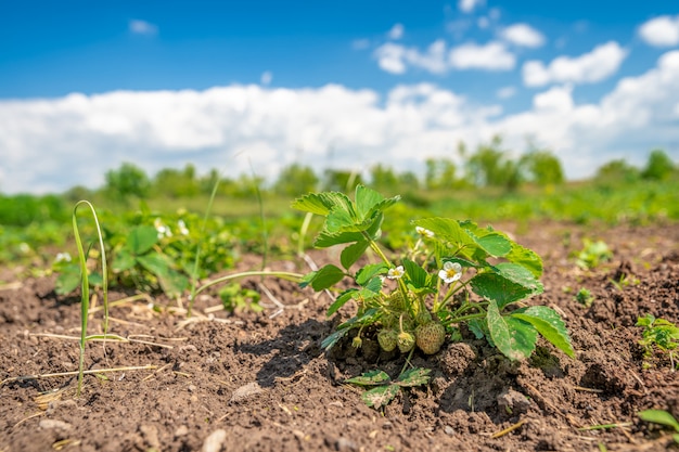 planta de fresa floreciente en el campo en una granja orgánica. copia espacio