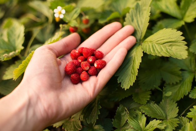 Planta de fresa con hojas verdes y frutos rojos maduros, frutos rojos - Fragaria vesca.