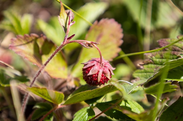 Planta de fresa silvestre con hojas verdes y frutos rojos maduros - Fragaria vesca