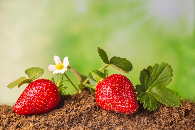 Planta de fresas en campo de fresas y flor en rama a la luz del día