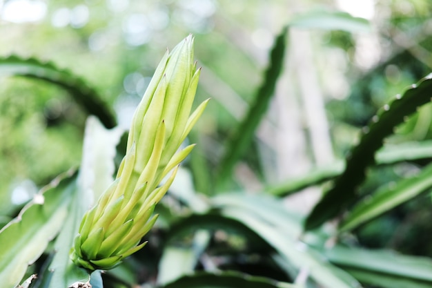 Planta fresca del árbol frutal del dragón verde en jardín.