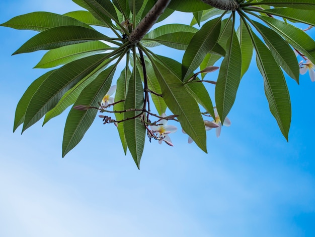 Planta fresca deixa tiro