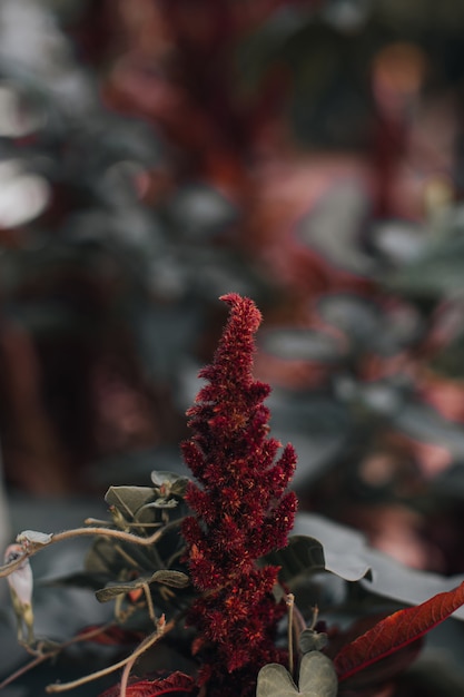 Planta fresca e fofa vermelha incomum crescendo na natureza selvagem