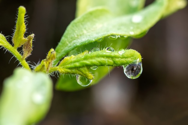 Planta fresca con gotas de rocío de cerca en el jardín