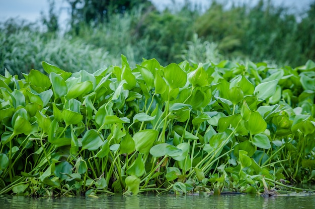 planta fresca verde en río