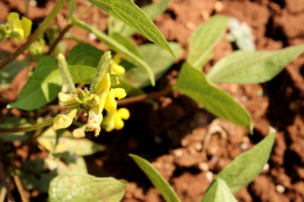 Planta de frijol mungo en tierras agrícolas