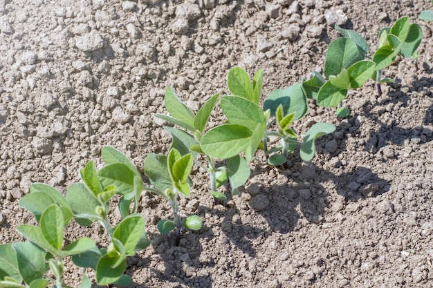 Planta de frijol de soja cultivada verde en campo, tiempo de primavera.