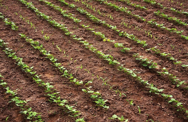 Planta de frijoles negros y maíz en el jardín.