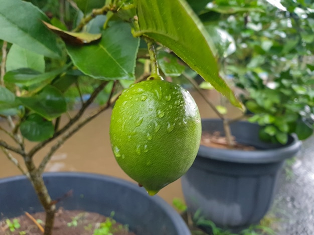 planta de fruta naranja en el jardín