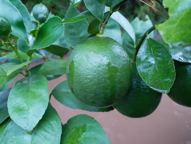 Foto planta de fruta naranja junto al río