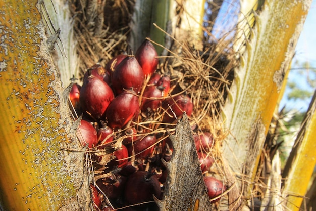 una planta con frutos rojos