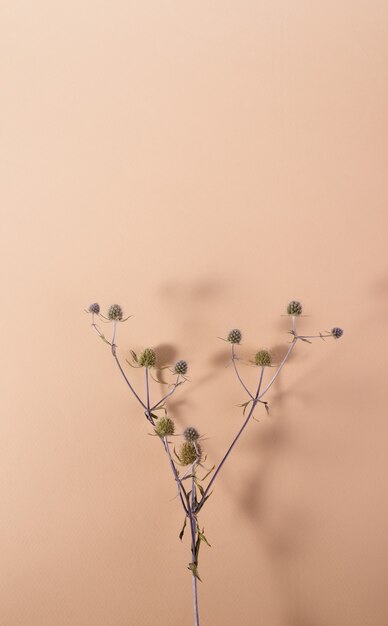 Planta del género eryngium sobre un fondo beige con sombras vista superior de bodegón minimalista