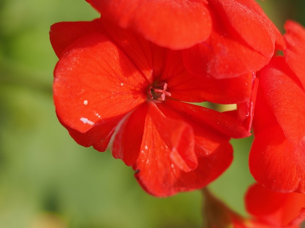 Planta de geranio (Geraniales) flor roja