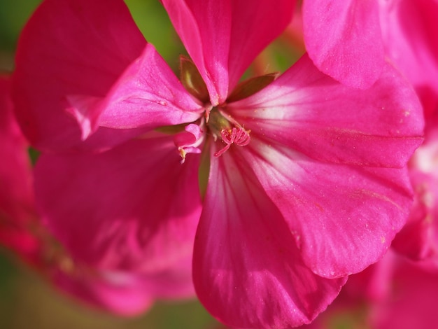 Planta de geranio Geraniales flor rosa