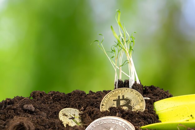 Planta de germinación y crecimiento de bitcoin de la moneda criptográfica bitcoin