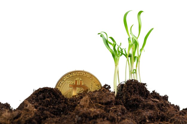 Planta de germinación y crecimiento de bitcoin de la moneda criptográfica bitcoin