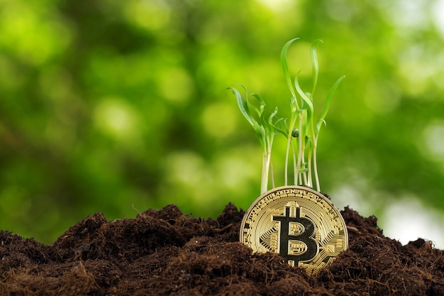 Planta de germinación y crecimiento de bitcoin de la moneda criptográfica bitcoin