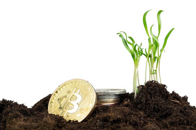Planta de germinación y crecimiento de bitcoin de la moneda criptográfica bitcoin