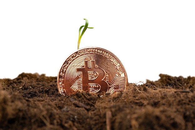 Planta de germinación y crecimiento de bitcoin de la moneda criptográfica bitcoin