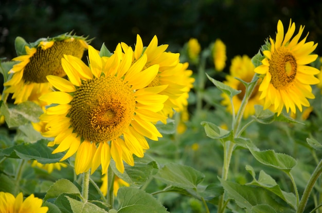 Planta de girasol en campo en Nakhon Ratchasima Tailandia