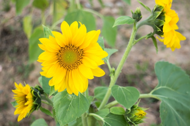 Planta de girasol en campo público.