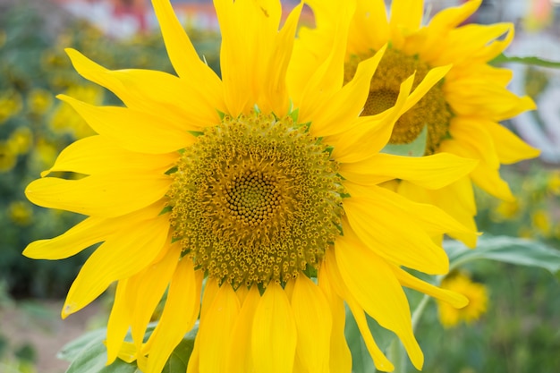 Planta de girasol en campo público.