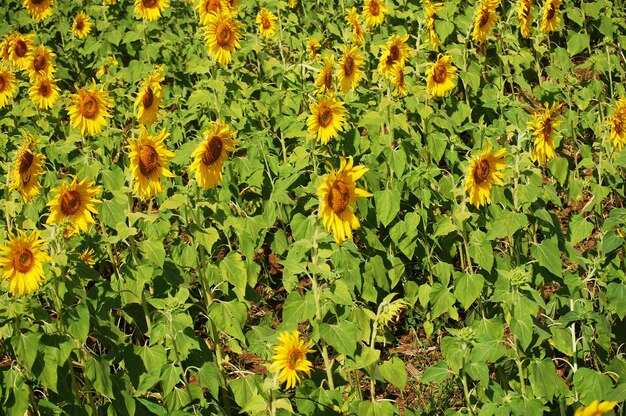 Planta de girasol común o árbol de flora Helianthus annuus en el campo del parque del jardín en el campo rural de Saraburi para los tailandeses y los viajeros extranjeros que viajan visitan y descansan en Lop buri Tailandia