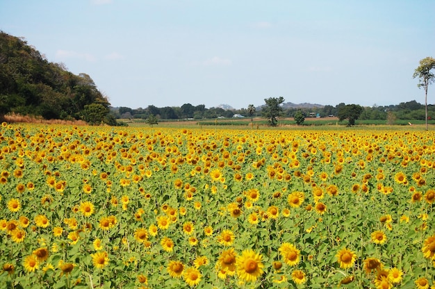 Planta de girasol común o árbol de flora Helianthus annuus en el campo del parque del jardín en el campo rural de Saraburi para los tailandeses y los viajeros extranjeros que viajan visitan y descansan en Lop buri Tailandia