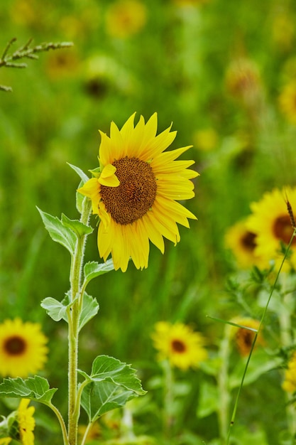 Planta de girasol joven en campo rodeado de flores